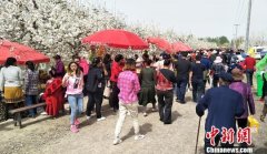 新疆沙雅县梨花节吸引疆