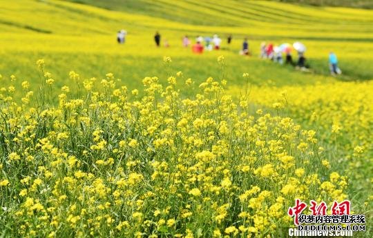 资料图：图为甘肃张掖民乐县扁都口油菜花。　杨艳敏 摄