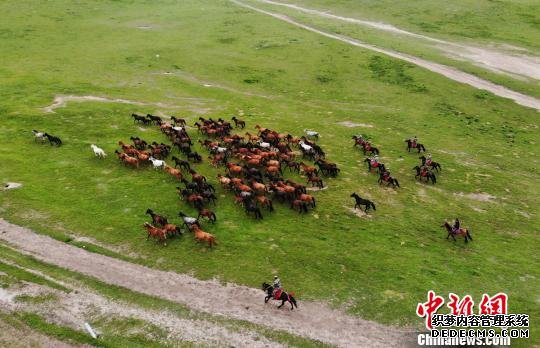 资料图：图为甘肃张掖山丹军马场。　杨艳敏 摄