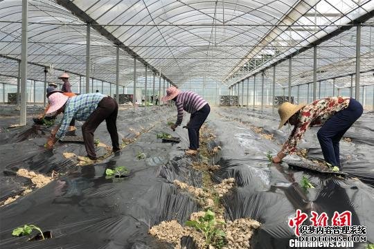 寻乌县留车镇飞龙村村民栽种蔬菜苗。　吴鹏泉 摄