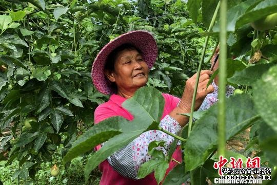 图为寻乌县留车镇飞龙村村民培育百香果。　吴鹏泉 摄