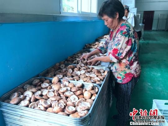 铜川市耀州区庙湾镇大力发展香菇扶贫产业。　张一辰 摄