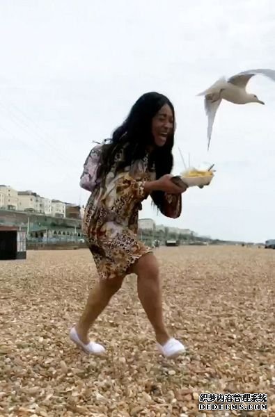 英國布萊頓海灘6隻海鷗追逐游客搶奪其手中美食