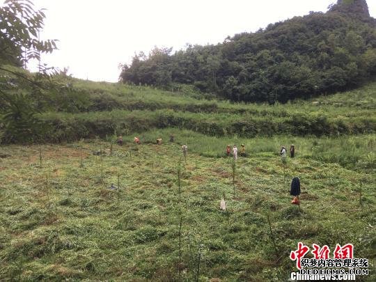 贵州同威生物科技有限公司天麻种植基地。　周娴 摄