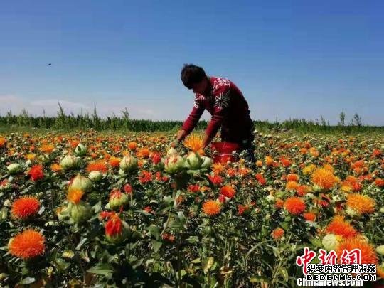 新疆独山子石化产业扶贫激活贫困地区“造血”功能