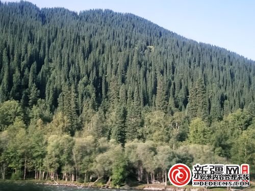邂逅巩乃斯的雪岭云杉