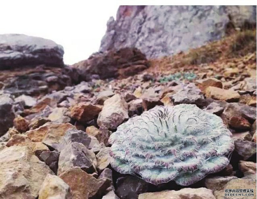 美食博主摘濒危植物煮泡面 植物学家：我们标本都舍不得采