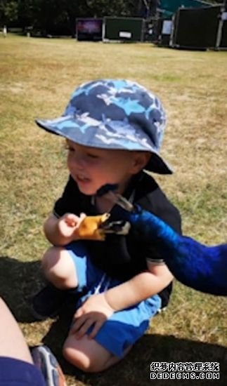 英國一隻孔雀從3歲男童嘴邊搶走食物遭男童追回