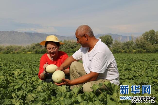 布尔津：瓜果飘香迎客来