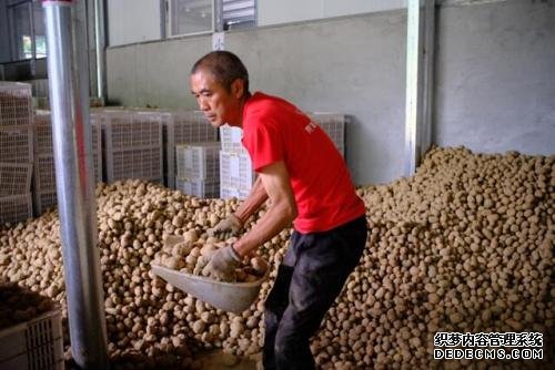 湖北恩施的农户在为挑战“24小时单一网上平台销售最多土豆”的吉尼斯世界纪录备货