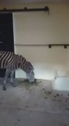墨西哥一动物园斑马因缺