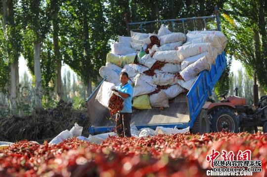 在新疆博湖县乌兰再格森乡席子木呼尔村晒场上，当地村民将采摘的辣椒运输到晒场上晾晒。　年磊 摄