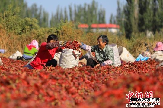 在新疆博湖县乌兰再格森乡席子木呼尔村晒场上，当地村民筛选晾晒的辣椒。　年磊 摄