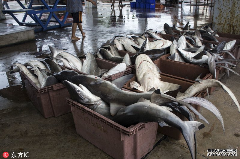 摄影师直击泰国鱼翅交易 揭露美食背后的残忍杀