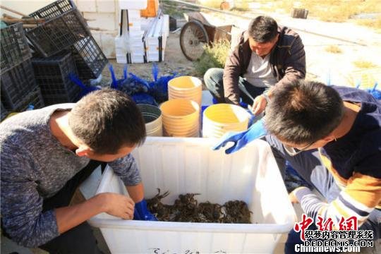工人们将打捞上岸的螃蟹进行分拣包装。(资料图) 赵永梅 摄