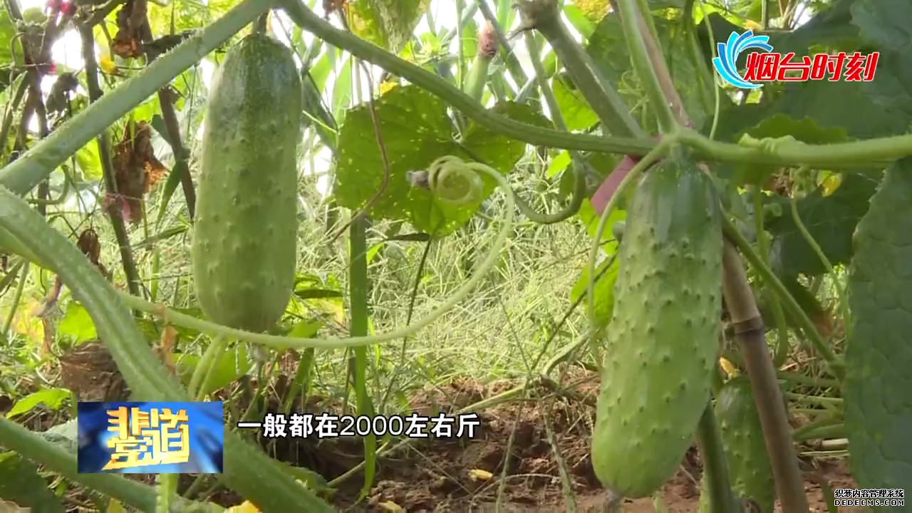 【视频】蔬菜喜丰收 菜农笑开颜