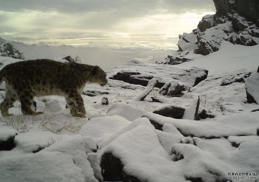 四川卧龙发布雪豹十年监测报告：分布密度极高