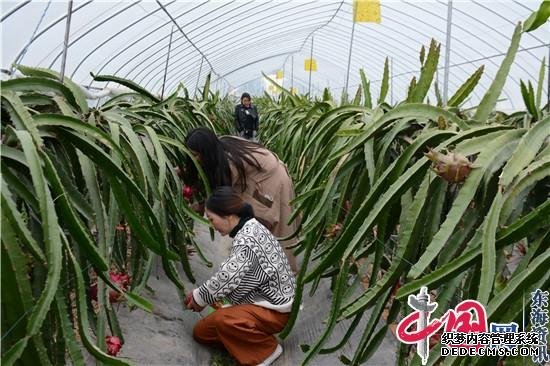 兴化市大垛镇：天河初冬“火龙”红