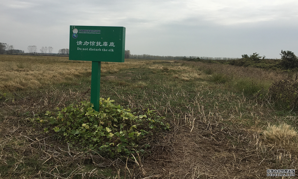 助麋鹿过冬！石首麋鹿国家级自然保护区备足食物