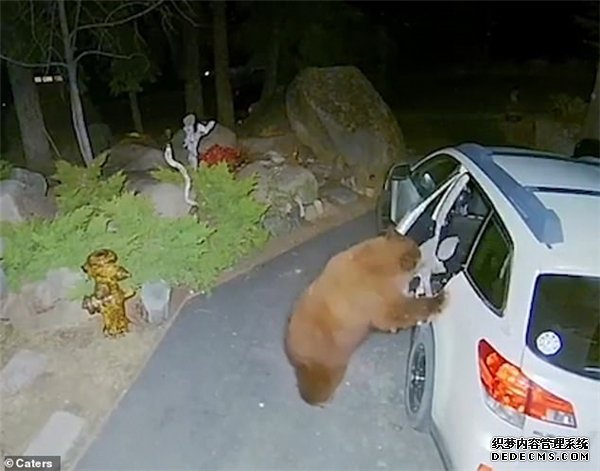 美国黑熊灵巧地打开车门 爬进车内寻找食物