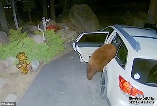 美国黑熊灵巧地打开车门 爬进车内寻找食物