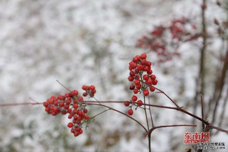 李宏图 雪景