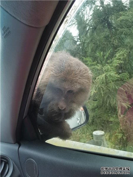 “要想从此过丢点食物来” 什邡山区上的猴哥下山讨食