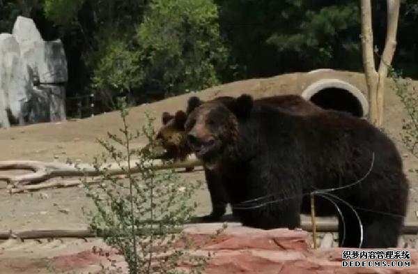 动物园熊舍每天被游客投喂200多斤食物 棕熊直拉稀