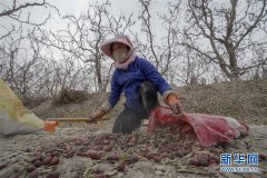 新疆：红枣富农家