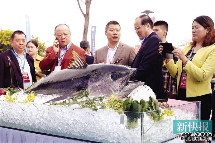 百斤大目金枪现场开吃 广东各地水产美食齐聚