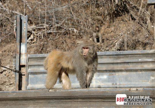 约200只短尾弥猴现身甘孜一村庄 林草专家称是为了找食物