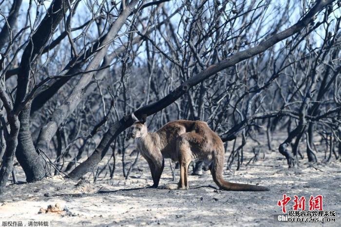 澳大利亚阿德莱德西南部袋鼠岛受森林大火袭击，一只袋鼠站在化为焦炭的森林前。