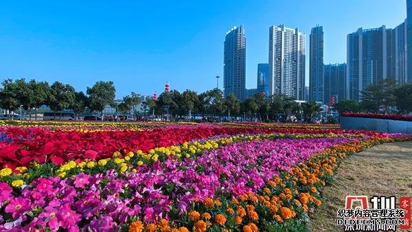 鲜花、美食、嘉年华！宝安区2020迎春花市暨新春