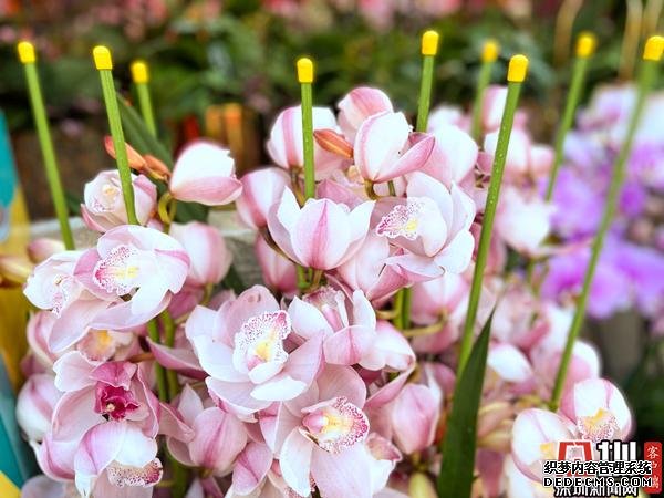 鲜花、美食、嘉年华！宝安区2020迎春花市暨新春