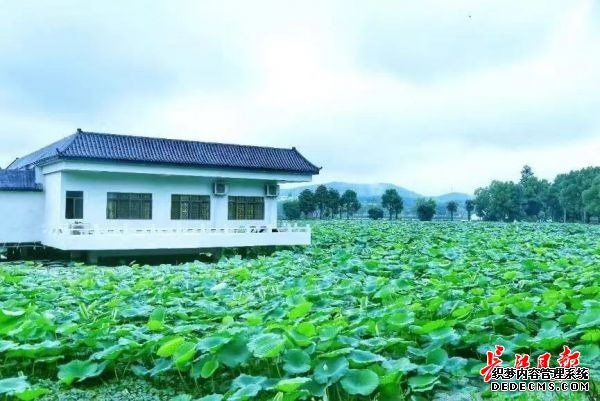 末伏来东湖赏两个国家级荷园，品荷塘特色美食