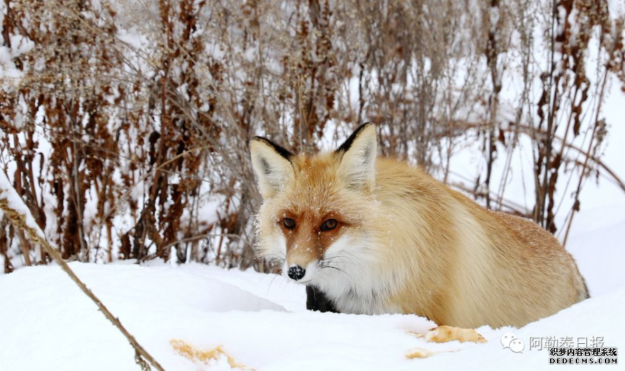 【高清组图】新疆喀纳斯网红小狐狸引游客围观