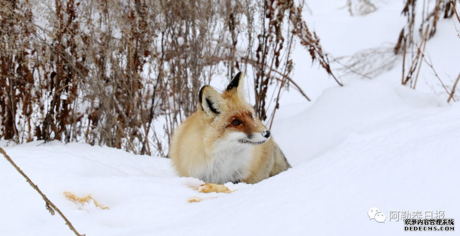 【高清组图】新疆喀纳斯网红小狐狸引游客围观