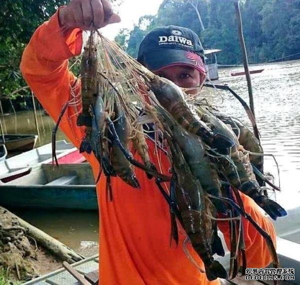 大虾泛滥的湄公河，长度达1米肉质鲜美，但“中国吃货这回怂了”