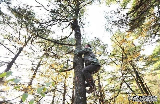 东北最危险的美食，大哥爬10米大树，一天摘松子30斤，才挣300元