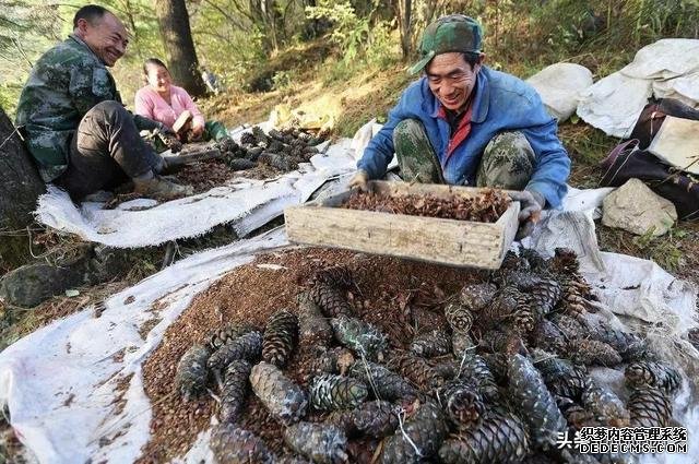 东北最危险的美食，大哥爬10米大树，一天摘松子30斤，才挣300元