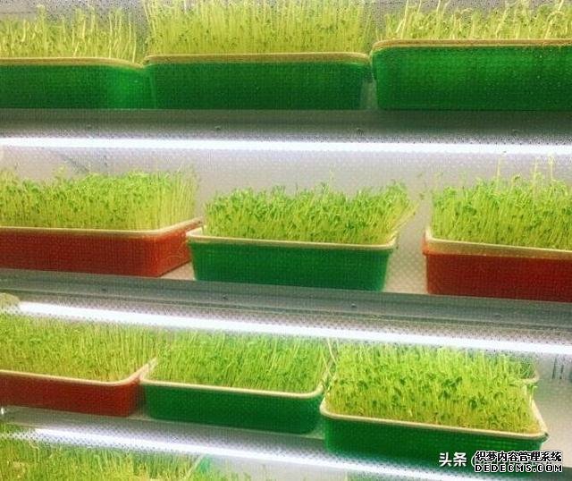 火锅店差点倒闭,老板一拍脑袋想个点子,每天晚上店门口都排长队