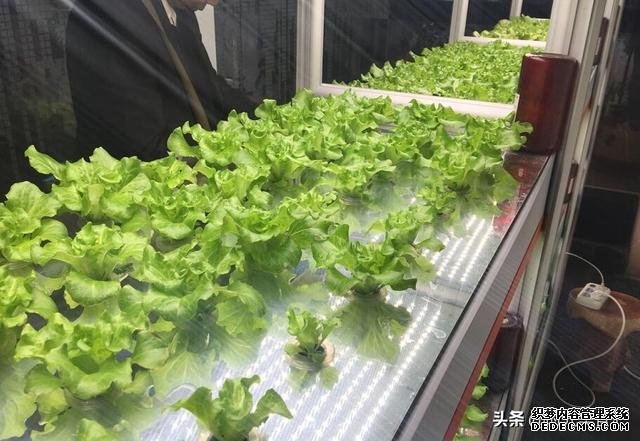 火锅店差点倒闭,老板一拍脑袋想个点子,每天晚上店门口都排长队