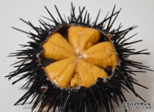 样子很丑的4种海鲜,味道却好到让人“上瘾”, 可惜识货的人不多
