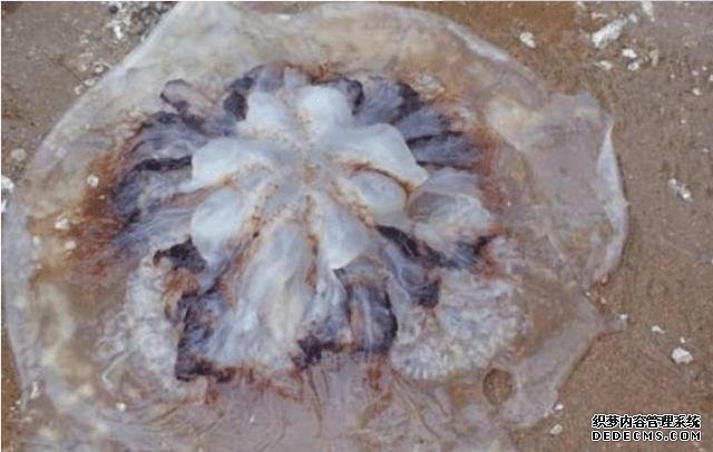 样子很丑的4种海鲜,味道却好到让人“上瘾”, 可惜识货的人不多