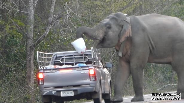 泰国一大象当街拦汽车 教小象讨要食物
