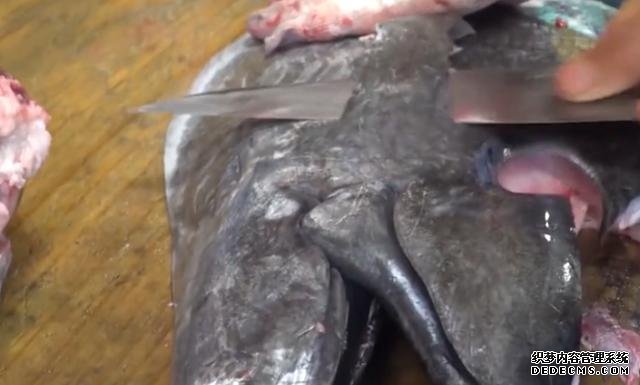 2万块的鱼头是什么味道？日本大厨切开直接生吃，是吃货自然懂