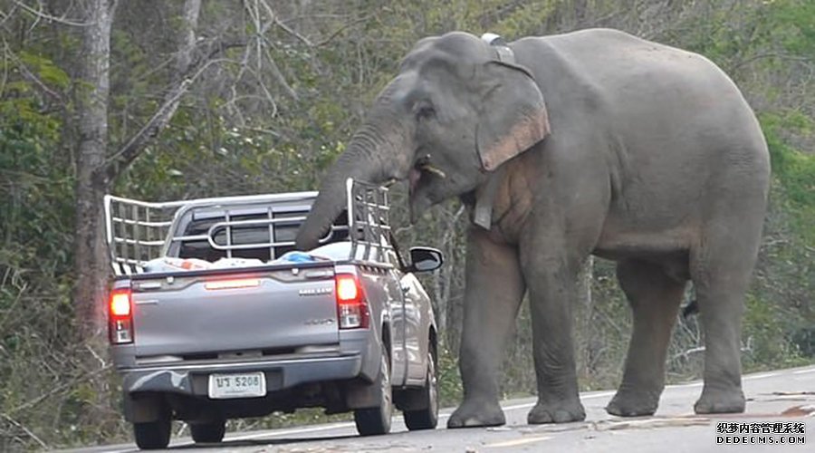 泰国野象爸爸拦下过路车辆 教孩子如何
