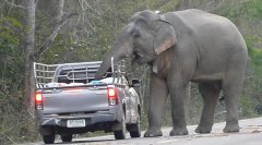 泰国野象爸爸拦下过路车