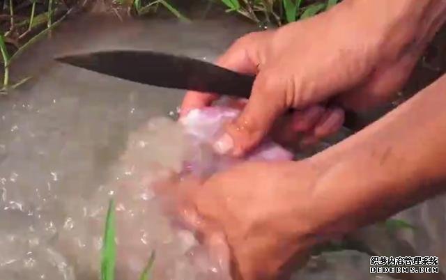 越南名菜“蚂蚁牛肉”,把牛肉放到树上吸引蚂蚁,成品看着挺不错