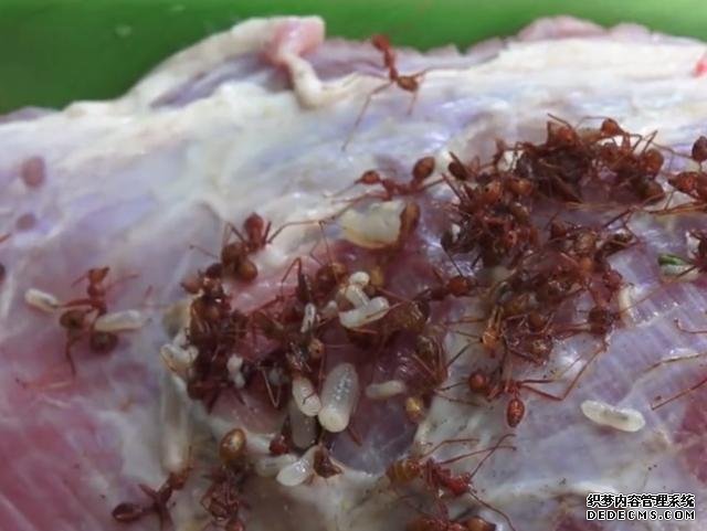 越南名菜“蚂蚁牛肉”,把牛肉放到树上吸引蚂蚁,成品看着挺不错